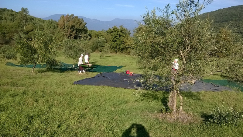 Εκπαιδευτικό Σεμινάριο από το ΕΙΑΣ για τις Αγροτικές Ασφαλίσεις