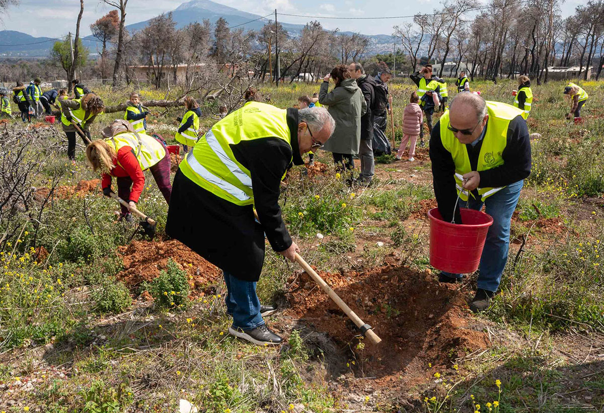 Δενδροφύτευση Ε.Ε.Α. στην πληγείσα από τις πυρκαγιές Βαρυμπόμπη