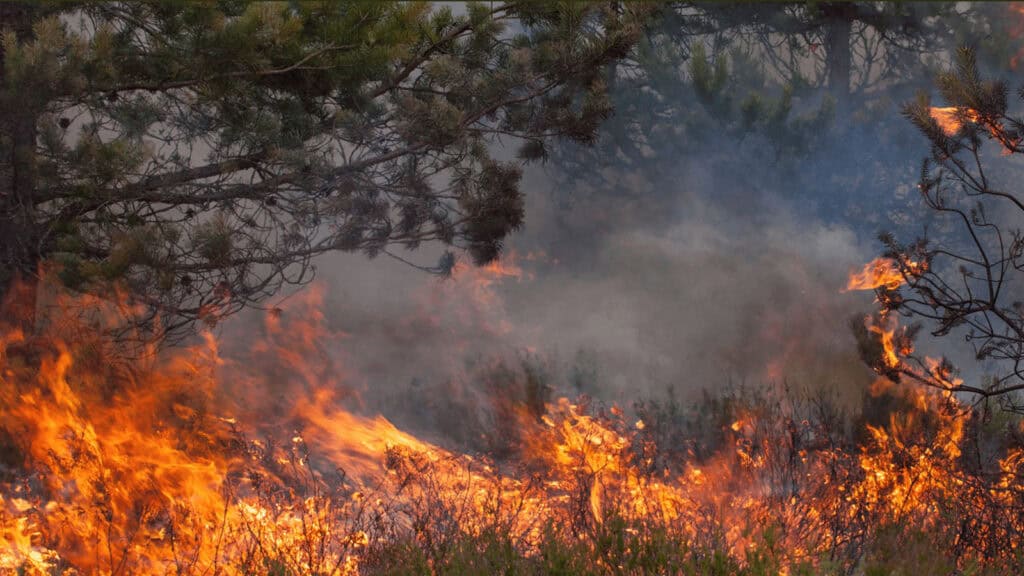 ΕΑΕΕ: Στα €11,14 εκατ. οι αποζημιώσεις από τις πυρκαγιές του Αυγούστου στην Αττική