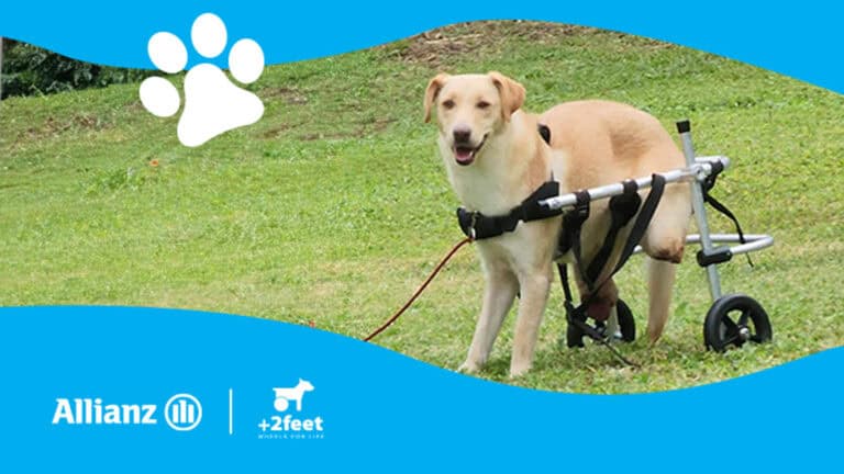 Allianz: Συνεχίζει τη συνεργασία της με την Plus2Feet, μέσω της δράσης «Walking Together»